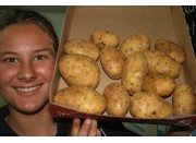 AGRIA POTATOES  2KG Bag Pukekohe Grown